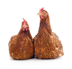 Two brown chickens.