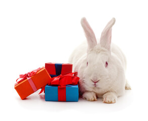 White rabbit and gifts.