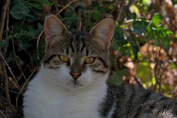 portrait of a cat in a park in Antalya, Türkiye