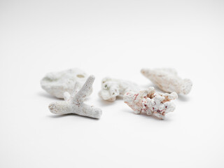 Fossilized coral from the island of La Digue, Seychelles, presented on a white background