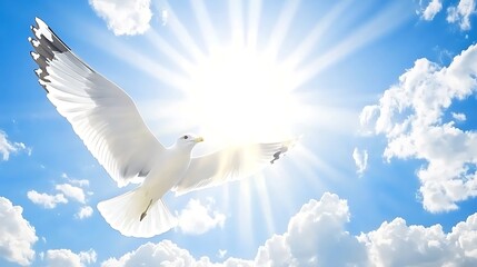 White Seagull Soaring for Sunburst Sky.