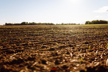 Fototapeta premium Close-up of black soil prepared before sowing plants, vegetables, seed in sunset light. Fertile land texture, rural field landscape