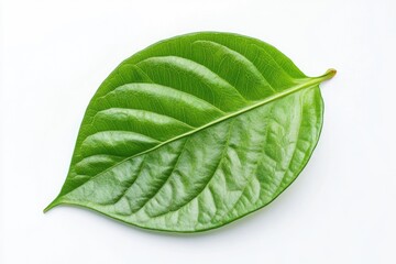 Obraz premium Isolated Green Betel Leaf Against a White Background: A Natural Herb for Culinary Delights