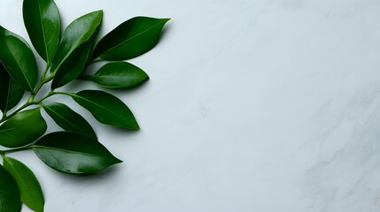 Fresh green leaves on light gray marble background, natural minimal composition with copy space for text or design elements. Elegant botanical flat lay.
