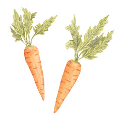 A pair of orange watercolor carrots with distinct shapes and leafy tops. Hand drawn Vegetable clipart Ideal for recipe blog illustrations, juice labels, seasonal posters, and rustic kitchen decor