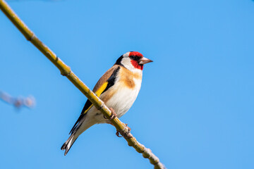 A colorful goldfinch perched on a branch