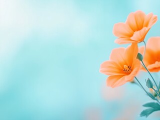 Obraz premium Orange Cosmos Flowers Blooming Gracefully Against Soft Pastel Sky Background Conveying Serenity Optimism And Delicate Natural Beauty