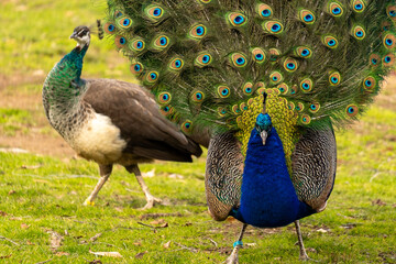 Fototapeta premium A male peacock proudly displays its vibrant, iridescent feathers, showcasing its stunning plumage in a captivating courtship display.