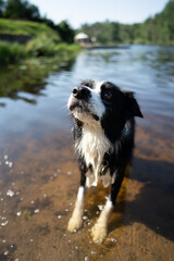 Border collie in Swedish summerlake