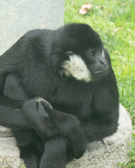 A northern white-cheeked gibbon sits on the ground, its distinctive white cheeks and gentle gaze adding to its serene presence in the forest.