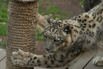 A snow leopard stretches on its tube perch at the zoo, showcasing its elegant build and powerful limbs in a rare moment of relaxation.