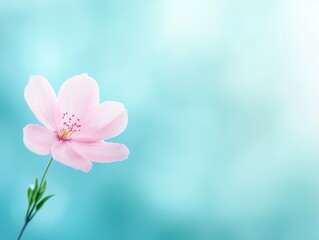 Obraz premium Delicate Cherry Blossom Flower Blooming Against Soft Blue Background Creating A Minimal Spring Nature Scene With Calm Mood And Copy Space