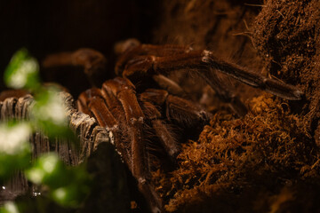 A Goliath birdeater tarantula rests on the forest floor, showcasing its massive size and powerful legs in its natural habitat.