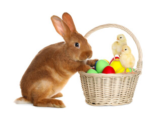 Adorable bunny, wicker basket with Easter eggs and cute chicks on white background