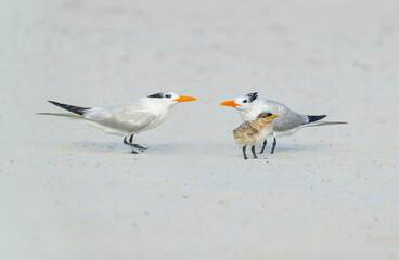 Pair of Non breeding Royal Terns standing on beach with very young downy chick.tif