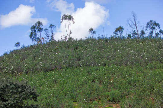 flores de esteva