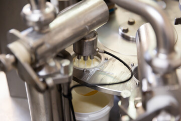 Mechanized milking equipment working in cow farm, yoghurt production