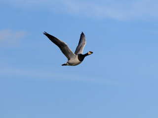 Barnacle goose, Branta leucopsis