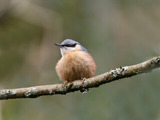 Nuthatch, Sitta europaea