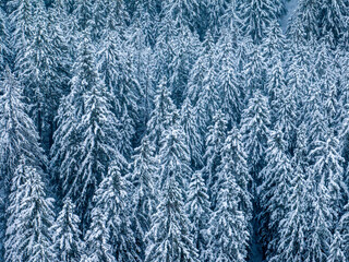 Aerial view of snow covered fir trees in mountain landscape in winter time. Cold season forest.