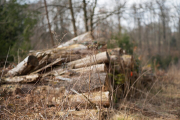 Blurred image of a pile of stacked cut tree trunks in a forest. Sawmill and renewable production concept