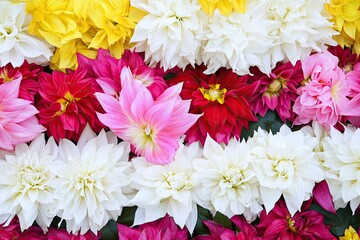 Vibrant dahlia blooms in assorted colors