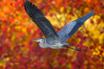 Great Blue Heron bird flying with red fall foliage in background