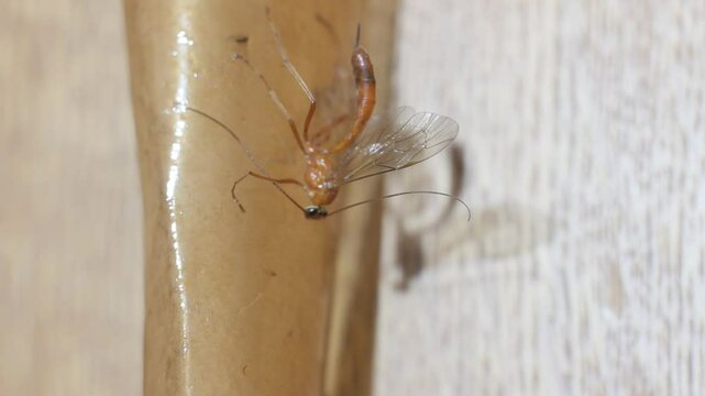 insect netelia parasite, genus wasp