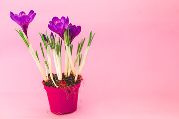 Vibrant purple crocus flowers blooming in a pink pot on a soft pink background