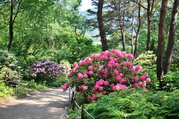 약용식물, 핑크색 만병초