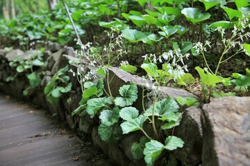 관상용식물, 바위취