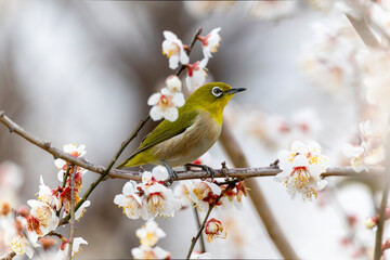 開花した梅の木の枝にとまるメジロ