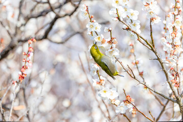 開花した梅の木の枝にとまるメジロ