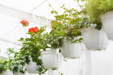 Modern flower farm. Red roses in pots hang under ceiling and green plants in pots in greenhouse in daylight, free space
