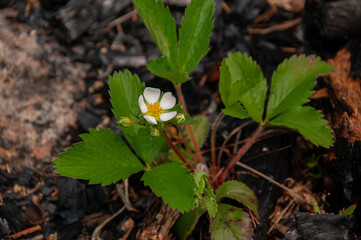 A thriving wild strawberry plant growing outdoors, featuring a delicate white flower and vibrant green leaves against a natural forest-like background.