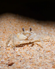 Macro of a crab on the beach