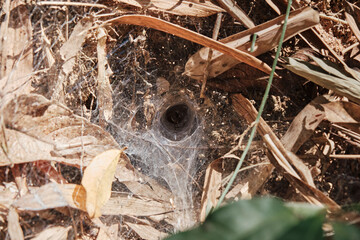 Spider constructing a burrow in soil surrounded by dry leaves and twigs in a natural setting during daytime