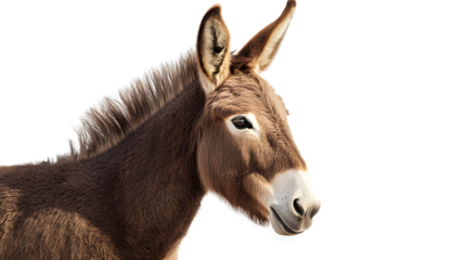 Closeup portrait of a brown donkey against a black background
