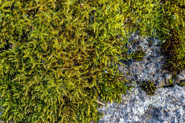 Green moss on the stone.