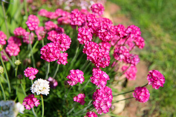 Pink Armeria maritima flowers blooming in a spring garden	