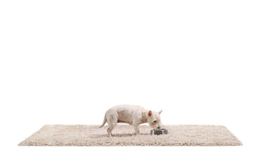 Westie terrier dog on a carpet eating from a bowl