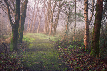 Obraz premium A path through a forest with foggy mist and leaves on the ground. The path is wet and muddy, and the trees are tall and leafless. Scene is calm and peaceful, with the mist. Relaxed moody nature.