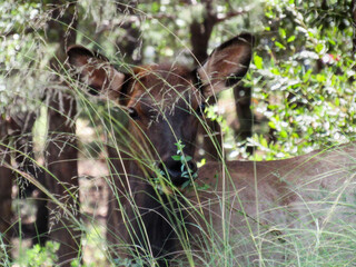 female elk hides in the tall grass 