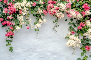 Fototapeta premium A wall covered with beautiful climbing pink and white flowers