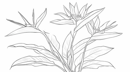 Obraz premium Bird of Paradise flowers line art drawing, botanical illustration, white background, nature design, for print or web