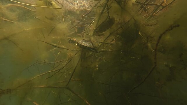 A red-eared slider turtle (Florida turtle, Trachemys) swims in profile across a calm lake. This invasive species poses ecological threats to lakes and rivers in Europe.
