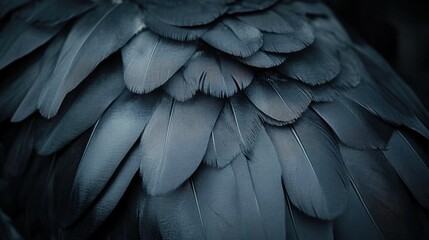 Fototapeta premium Close-Up of Dark Bird Feathers Showcasing Texture and Color Variation in Nature, Ideal for Wildlife and Ornithology Projects