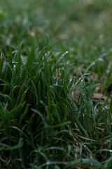 Close look to the green grass with the dew drops