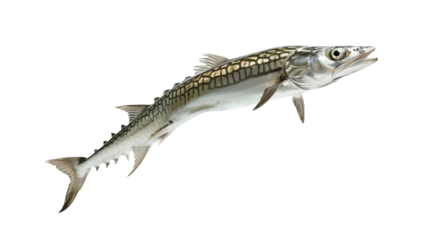 Barracuda Elegantly Balancing on a Bubble in a Surreal Underwater Moment