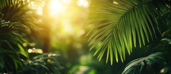 Jungle Palm Leaf Sunrise Background